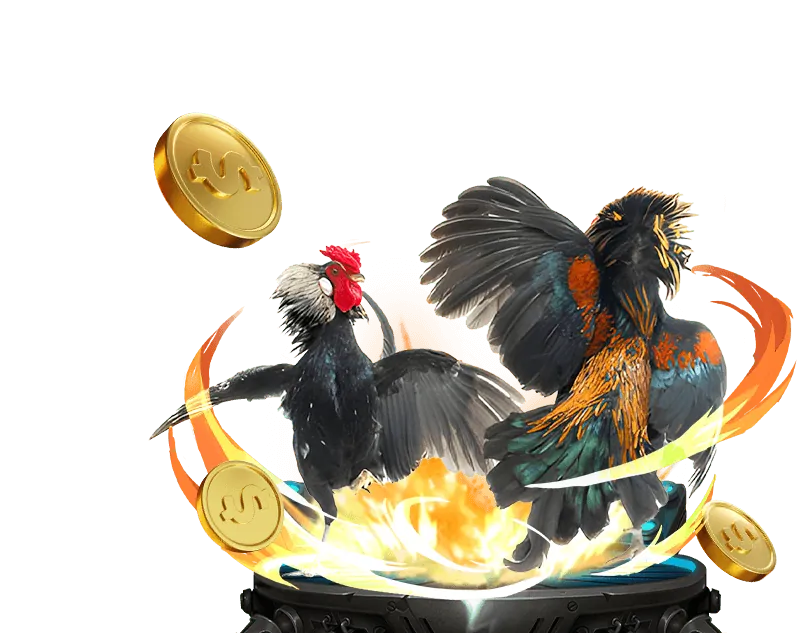 Minh họa các loại kèo đá gà Meron, Wala, BDD